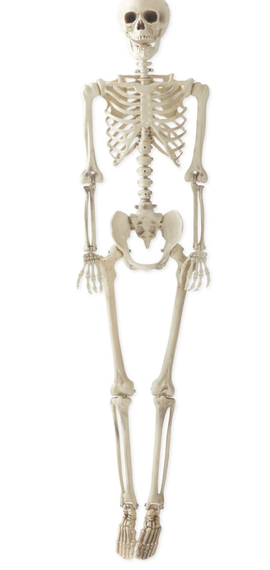 K & K Interiors 65 Inch Large Posable Skeleton Man